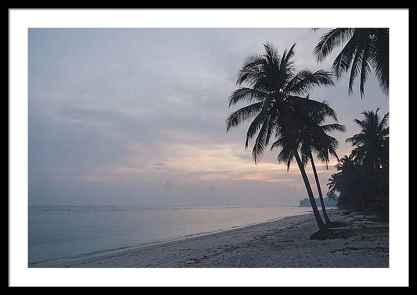Sunset Silhouetting Palm Trees