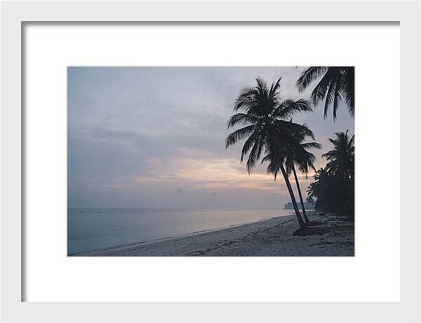Sunset Silhouetting Palm Trees