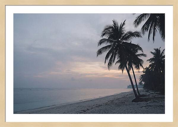 Sunset Silhouetting Palm Trees
