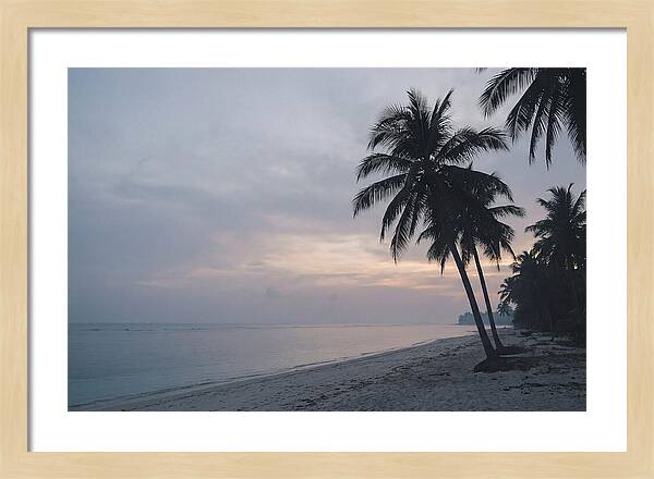 Sunset Silhouetting Palm Trees