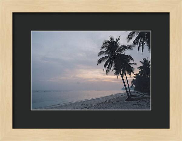 Sunset Silhouetting Palm Trees