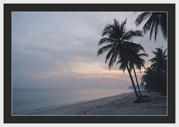 Sunset Silhouetting Palm Trees