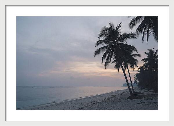 Sunset Silhouetting Palm Trees