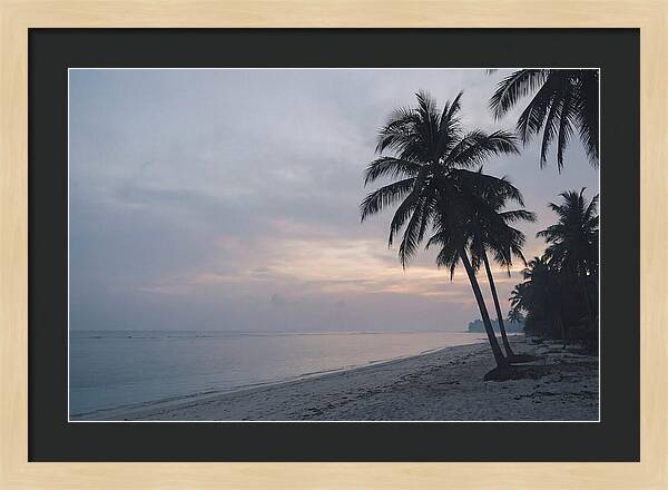 Sunset Silhouetting Palm Trees