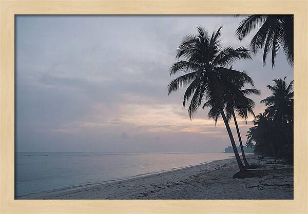 Sunset Silhouetting Palm Trees