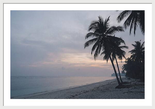 Sunset Silhouetting Palm Trees