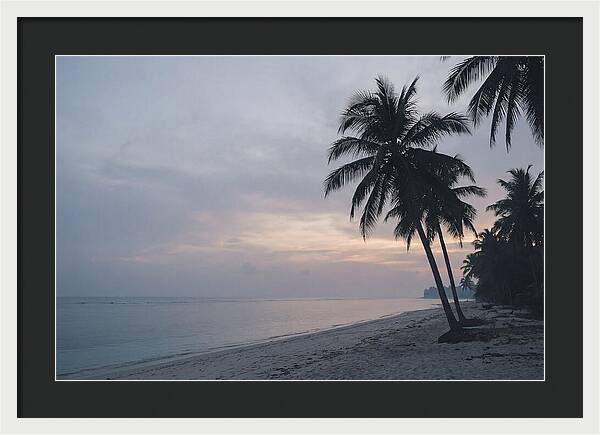 Sunset Silhouetting Palm Trees