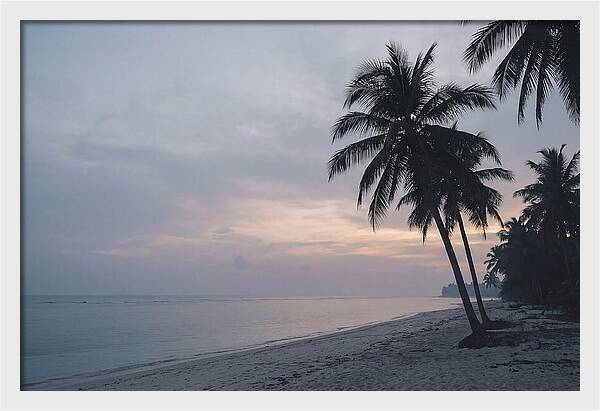 Sunset Silhouetting Palm Trees