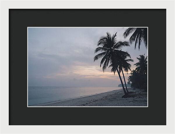 Sunset Silhouetting Palm Trees