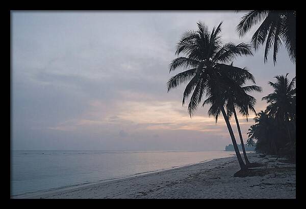 Sunset Silhouetting Palm Trees
