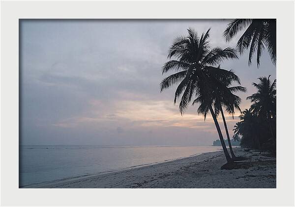 Sunset Silhouetting Palm Trees