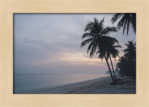 Sunset Silhouetting Palm Trees