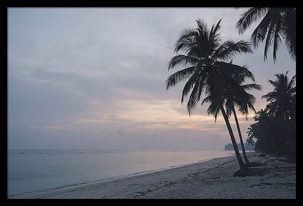 Sunset Silhouetting Palm Trees