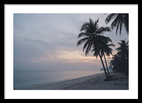Sunset Silhouetting Palm Trees