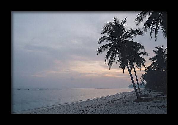 Sunset Silhouetting Palm Trees