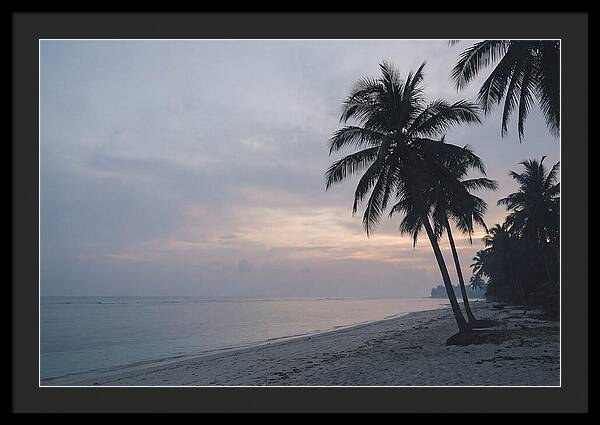 Sunset Silhouetting Palm Trees