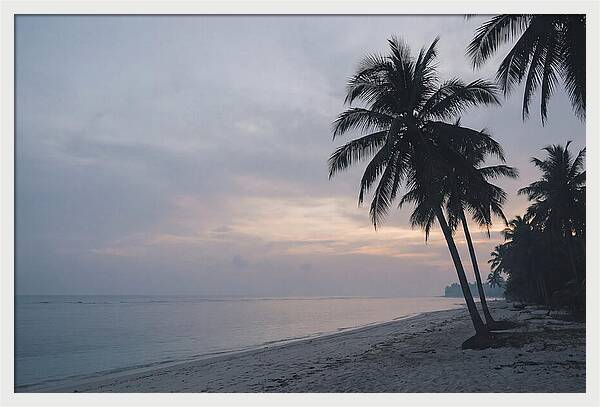 Sunset Silhouetting Palm Trees