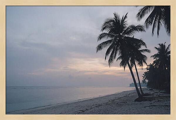 Sunset Silhouetting Palm Trees