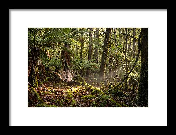 Superb Lyrebird Tail Display