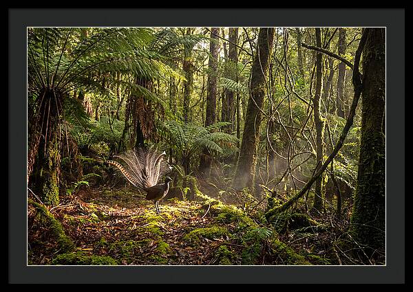 Superb Lyrebird Tail Display