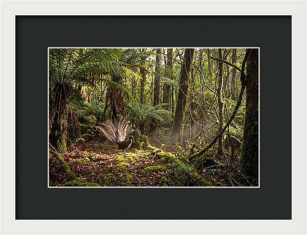 Superb Lyrebird Tail Display