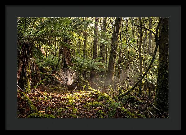 Superb Lyrebird Tail Display