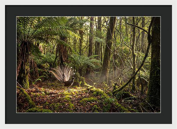 Superb Lyrebird Tail Display
