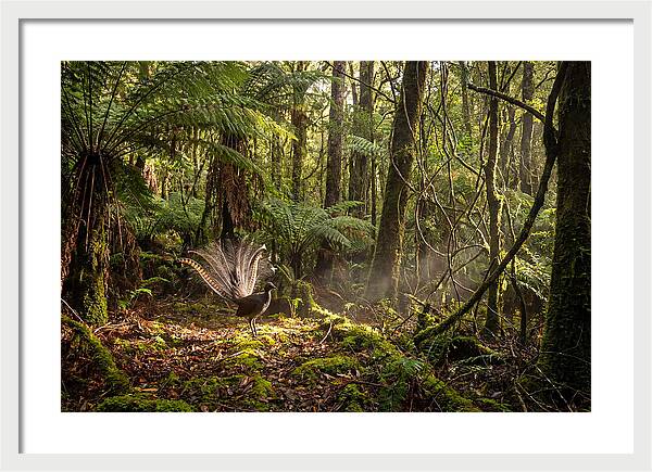 Superb Lyrebird Tail Display