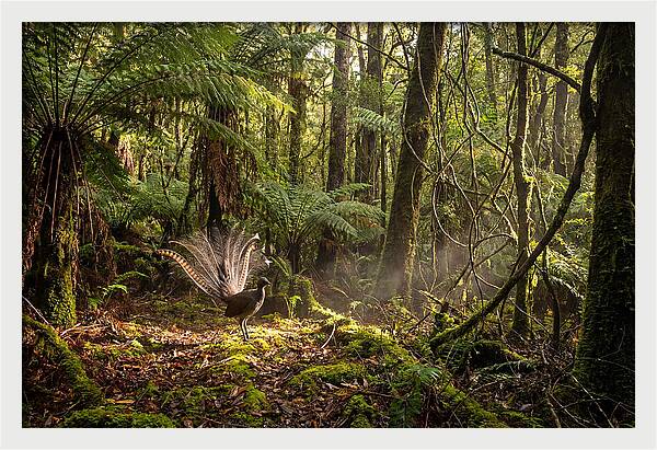 Superb Lyrebird Tail Display