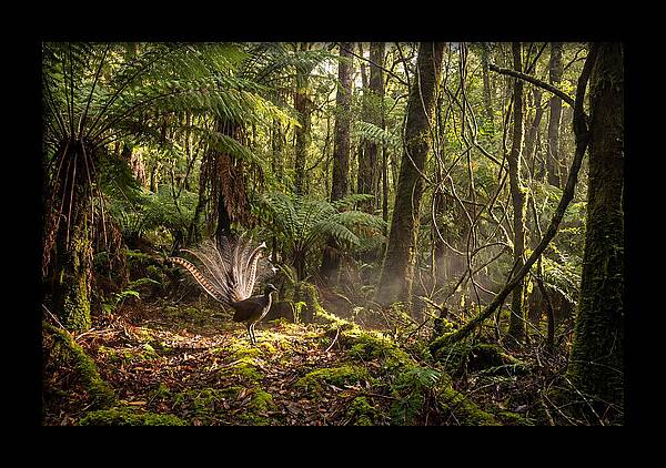 Superb Lyrebird Tail Display