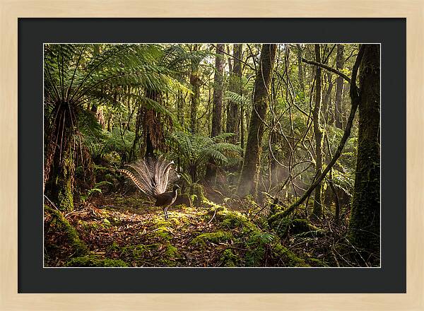 Superb Lyrebird Tail Display