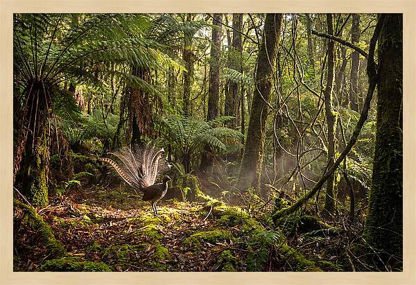 Superb Lyrebird Tail Display