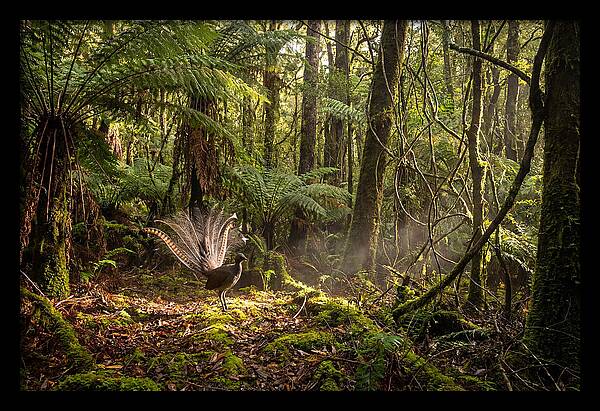 Superb Lyrebird Tail Display
