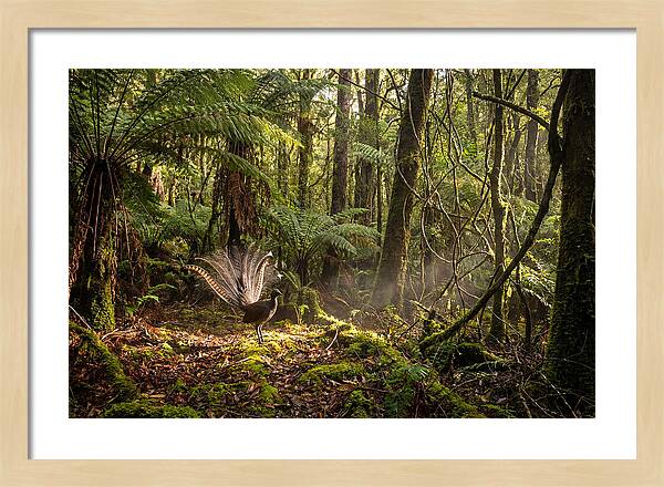 Superb Lyrebird Tail Display