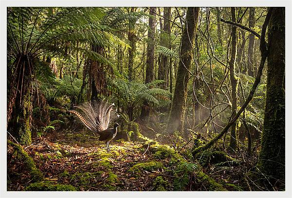 Superb Lyrebird Tail Display