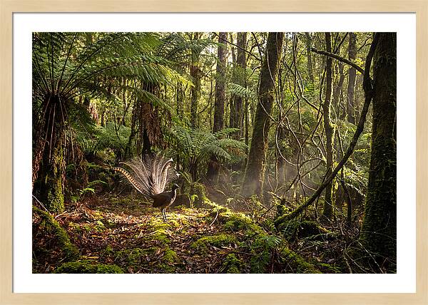 Superb Lyrebird Tail Display