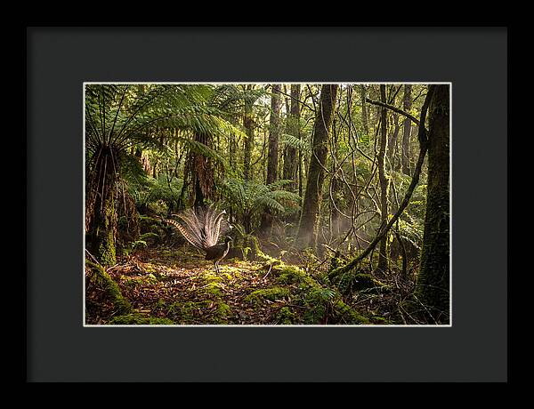 Superb Lyrebird Tail Display