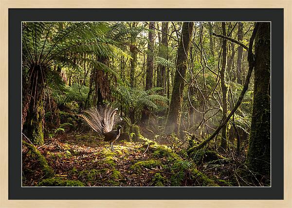 Superb Lyrebird Tail Display