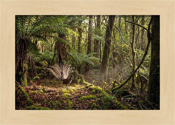 Superb Lyrebird Tail Display