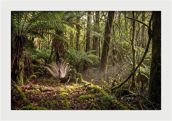 Superb Lyrebird Tail Display