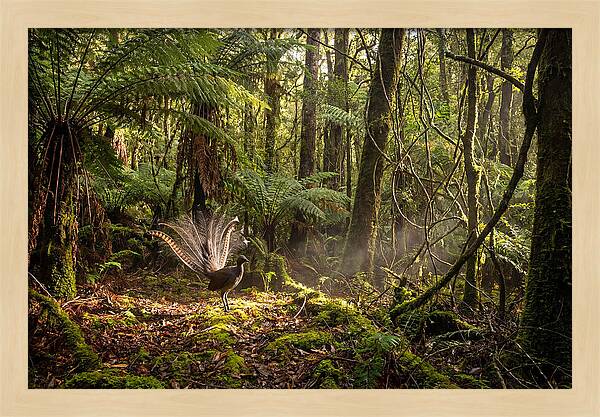 Superb Lyrebird Tail Display