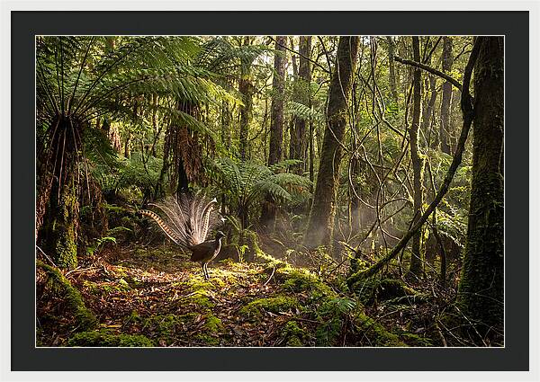 Superb Lyrebird Tail Display