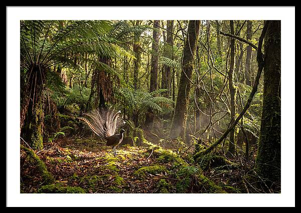 Superb Lyrebird Tail Display