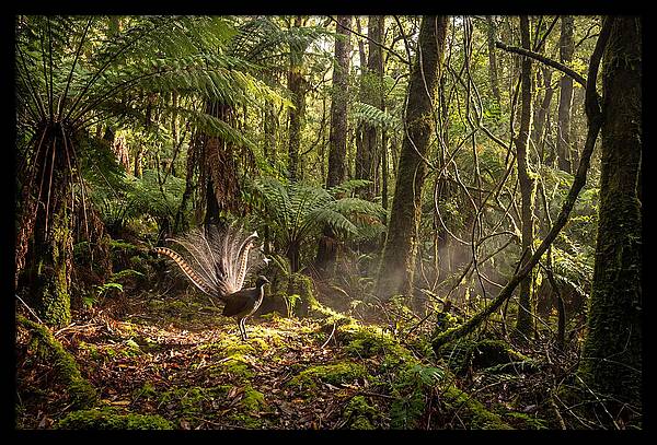 Superb Lyrebird Tail Display