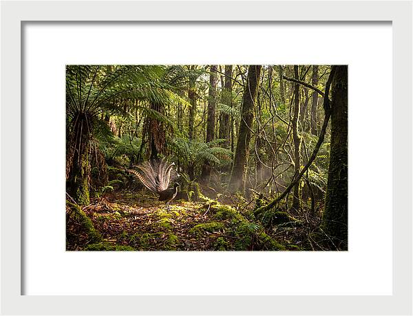 Superb Lyrebird Tail Display