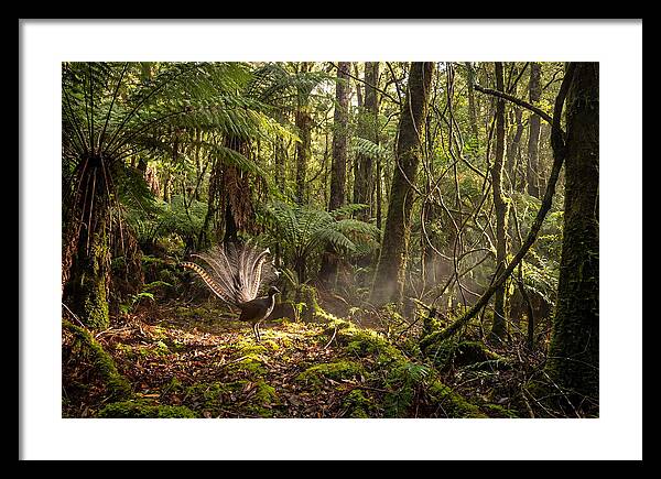 Superb Lyrebird Tail Display