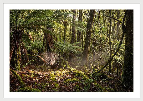Superb Lyrebird Tail Display