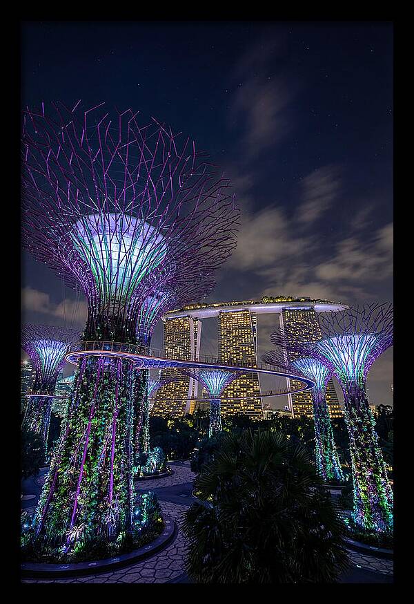 Supertree Grove Illuminations