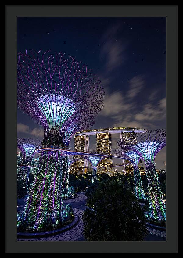 Supertree Grove Illuminations
