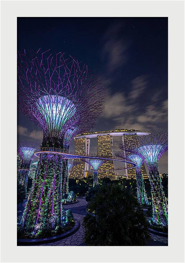 Supertree Grove Illuminations